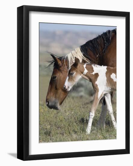 Wild Horse Mustang in Mccullough Peaks, Wyoming, USA-Carol Walker-Framed Photographic Print