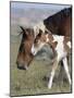 Wild Horse Mustang in Mccullough Peaks, Wyoming, USA-Carol Walker-Mounted Photographic Print