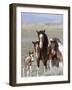 Wild Horse Mustang in Mccullough Peaks, Wyoming, USA-Carol Walker-Framed Photographic Print