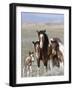 Wild Horse Mustang in Mccullough Peaks, Wyoming, USA-Carol Walker-Framed Photographic Print