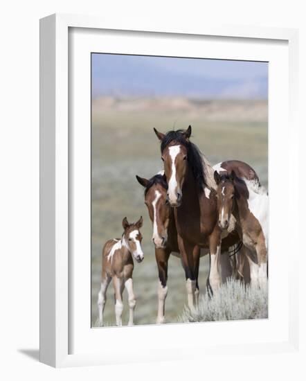 Wild Horse Mustang in Mccullough Peaks, Wyoming, USA-Carol Walker-Framed Photographic Print