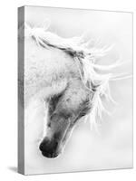 Wild Horse / Mustang Shaking Head and Mane, Adobe Town Herd Area, Southwestern Wyoming, Usa-Carol Walker-Stretched Canvas