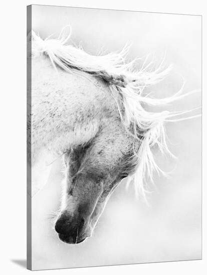 Wild Horse / Mustang Shaking Head and Mane, Adobe Town Herd Area, Southwestern Wyoming, Usa-Carol Walker-Stretched Canvas