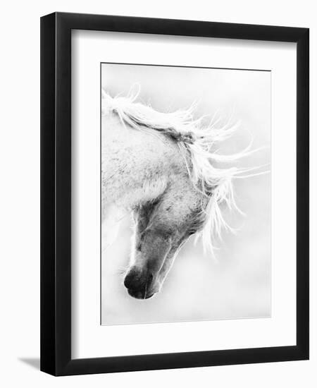 Wild Horse / Mustang Shaking Head and Mane, Adobe Town Herd Area, Southwestern Wyoming, Usa-Carol Walker-Framed Premium Photographic Print