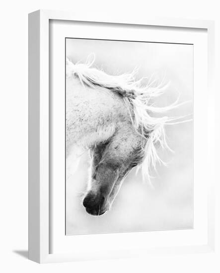 Wild Horse / Mustang Shaking Head and Mane, Adobe Town Herd Area, Southwestern Wyoming, Usa-Carol Walker-Framed Photographic Print