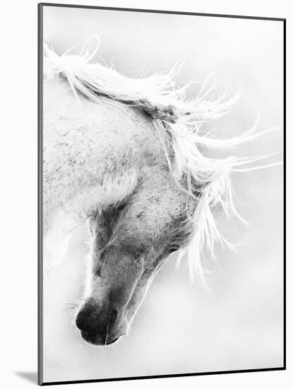 Wild Horse / Mustang Shaking Head and Mane, Adobe Town Herd Area, Southwestern Wyoming, Usa-Carol Walker-Mounted Photographic Print