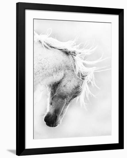 Wild Horse / Mustang Shaking Head and Mane, Adobe Town Herd Area, Southwestern Wyoming, Usa-Carol Walker-Framed Photographic Print