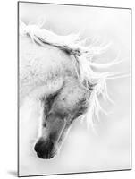 Wild Horse / Mustang Shaking Head and Mane, Adobe Town Herd Area, Southwestern Wyoming, Usa-Carol Walker-Mounted Photographic Print
