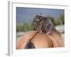 Wild Horse, Rear View of Dun Stallion, Pryor Mountains, Montana, USA-Carol Walker-Framed Photographic Print