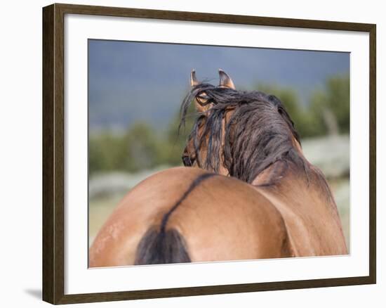 Wild Horse, Rear View of Dun Stallion, Pryor Mountains, Montana, USA-Carol Walker-Framed Photographic Print