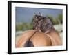 Wild Horse, Rear View of Dun Stallion, Pryor Mountains, Montana, USA-Carol Walker-Framed Photographic Print