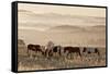 Wild Horse Sanctuary-Danita Delimont-Framed Stretched Canvas