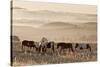 Wild Horse Sanctuary-Danita Delimont-Stretched Canvas