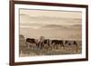 Wild Horse Sanctuary-Danita Delimont-Framed Photo