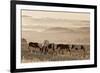 Wild Horse Sanctuary-Danita Delimont-Framed Photo