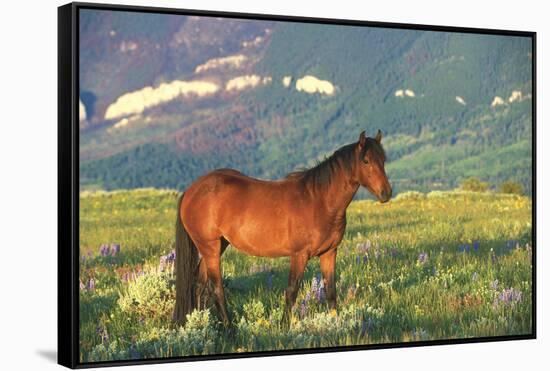 Wild Horse Stallion Standing in Mountain Mountain of Sage-Lynn M^ Stone-Framed Stretched Canvas