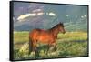 Wild Horse Stallion Standing in Mountain Mountain of Sage-Lynn M^ Stone-Framed Stretched Canvas