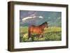 Wild Horse Stallion Standing in Mountain Mountain of Sage-Lynn M^ Stone-Framed Photographic Print