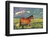 Wild Horse Stallion Standing in Mountain Mountain of Sage-Lynn M^ Stone-Framed Photographic Print