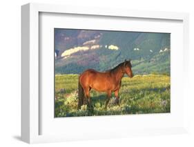 Wild Horse Stallion Standing in Mountain Mountain of Sage-Lynn M^ Stone-Framed Photographic Print