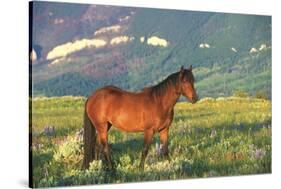 Wild Horse Stallion Standing in Mountain Mountain of Sage-Lynn M^ Stone-Stretched Canvas