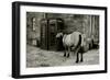 Wild Horse Standing Next To Two Phone Boxes-Fay Godwin-Framed Giclee Print