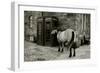 Wild Horse Standing Next To Two Phone Boxes-Fay Godwin-Framed Giclee Print