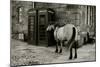 Wild Horse Standing Next To Two Phone Boxes-Fay Godwin-Mounted Giclee Print