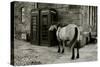 Wild Horse Standing Next To Two Phone Boxes-Fay Godwin-Stretched Canvas