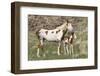 Wild Horse, Steens Mountains, Mare with Colt-Ken Archer-Framed Photographic Print