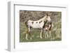 Wild Horse, Steens Mountains, Mare with Colt-Ken Archer-Framed Photographic Print