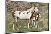 Wild Horse, Steens Mountains, Mare with Colt-Ken Archer-Mounted Photographic Print