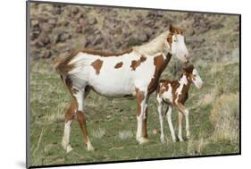Wild Horse, Steens Mountains, Mare with Colt-Ken Archer-Mounted Photographic Print