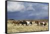 Wild Horse, Steens Mountains, Thunderstorm-Ken Archer-Framed Stretched Canvas