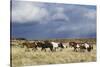 Wild Horse, Steens Mountains, Thunderstorm-Ken Archer-Stretched Canvas