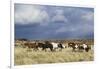 Wild Horse, Steens Mountains, Thunderstorm-Ken Archer-Framed Photographic Print