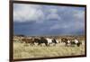 Wild Horse, Steens Mountains, Thunderstorm-Ken Archer-Framed Photographic Print