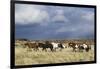 Wild Horse, Steens Mountains, Thunderstorm-Ken Archer-Framed Photographic Print