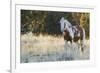 Wild Horse, Steens Mountains-Ken Archer-Framed Photographic Print