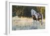 Wild Horse, Steens Mountains-Ken Archer-Framed Photographic Print