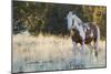 Wild Horse, Steens Mountains-Ken Archer-Mounted Photographic Print