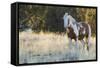 Wild Horse, Steens Mountains-Ken Archer-Framed Stretched Canvas