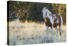 Wild Horse, Steens Mountains-Ken Archer-Stretched Canvas