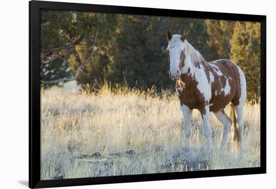 Wild Horse, Steens Mountains-Ken Archer-Framed Photographic Print