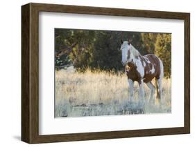 Wild Horse, Steens Mountains-Ken Archer-Framed Photographic Print