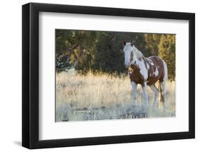 Wild Horse, Steens Mountains-Ken Archer-Framed Photographic Print