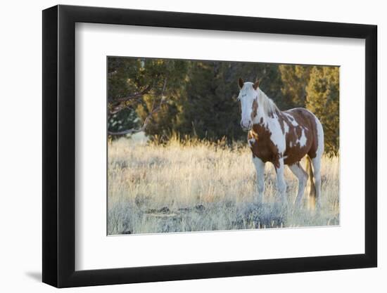 Wild Horse, Steens Mountains-Ken Archer-Framed Photographic Print