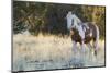 Wild Horse, Steens Mountains-Ken Archer-Mounted Photographic Print