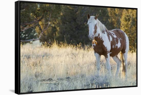 Wild Horse, Steens Mountains-Ken Archer-Framed Stretched Canvas