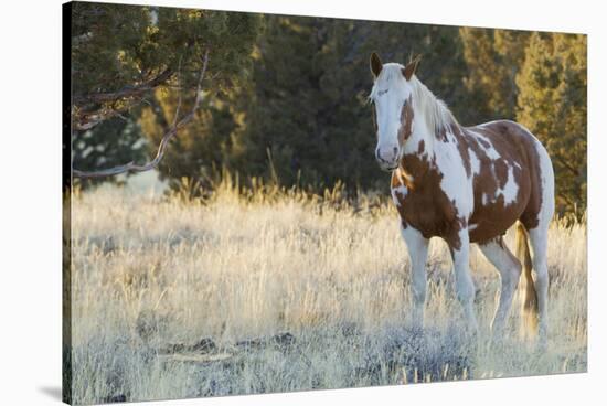 Wild Horse, Steens Mountains-Ken Archer-Stretched Canvas